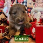 att.fXcKR4tjYOgV4i75Ao7ZyZkz1KhMeq-bW4EEWMEU6Ck