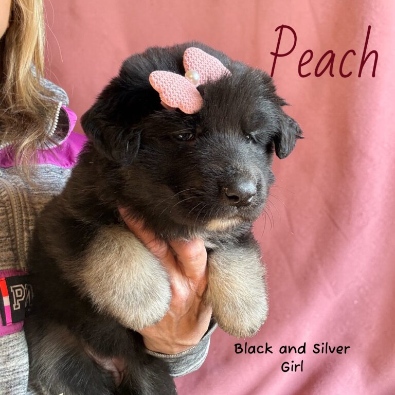 Photoroom_20260302_075353