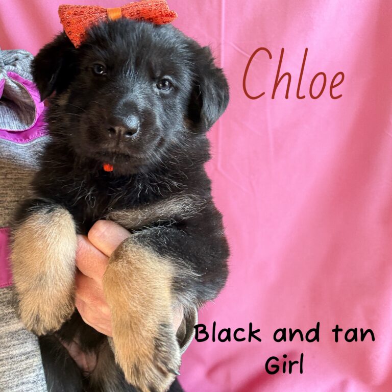 Photoroom_20260302_075837