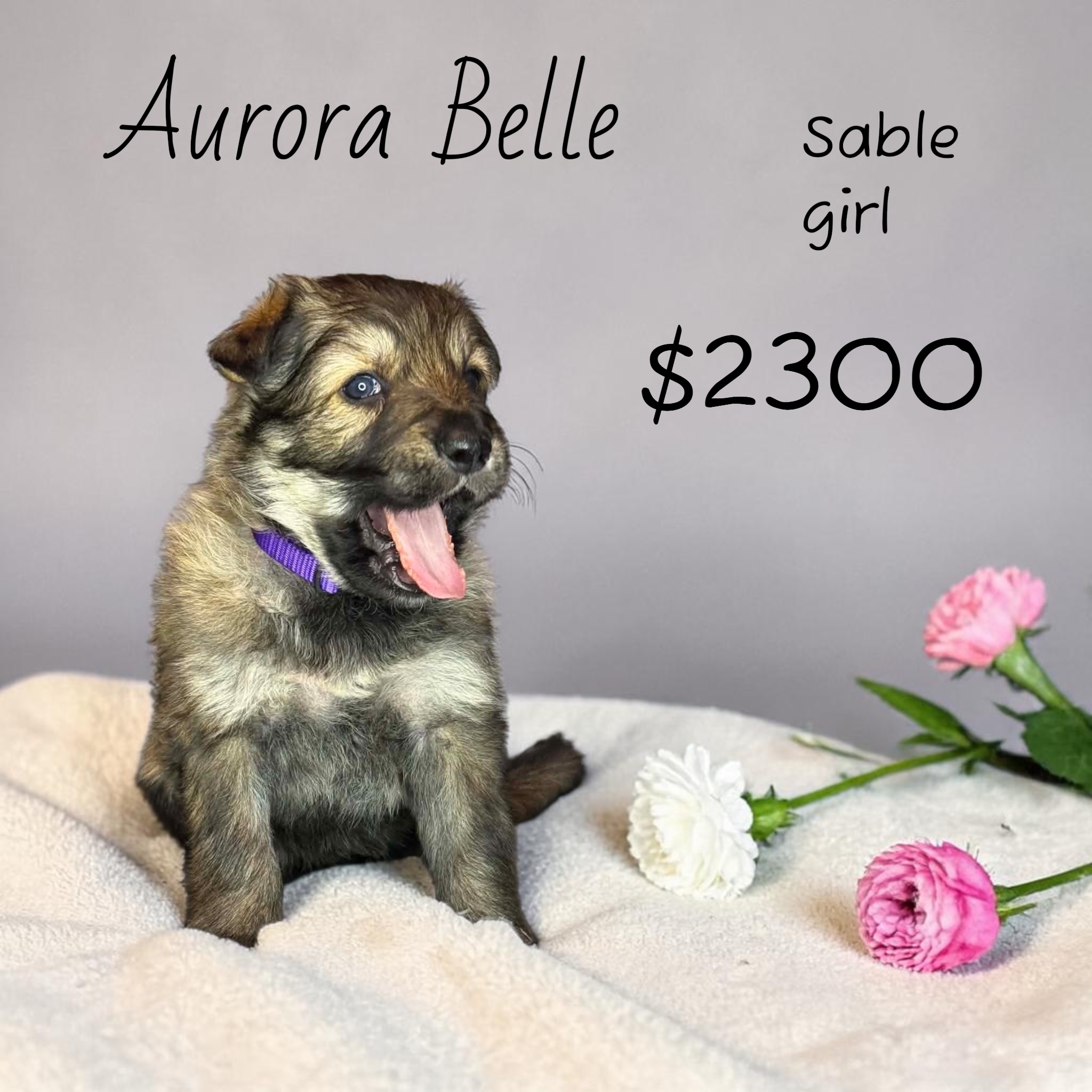 Photoroom_20260419_085711