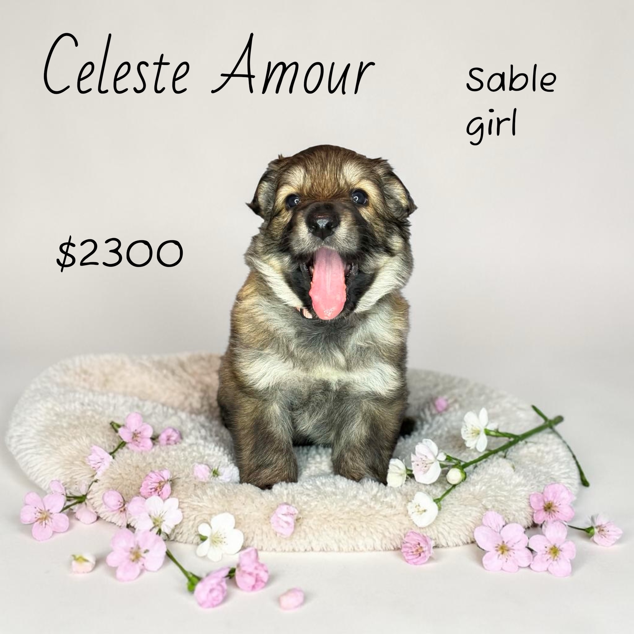 Photoroom_20260419_085831